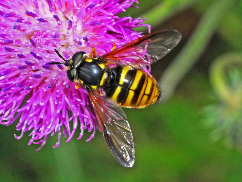 Syrphidae: Chrysotoxum sp., femmina